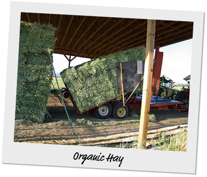 organic hay in a truck