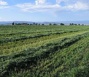 hay row